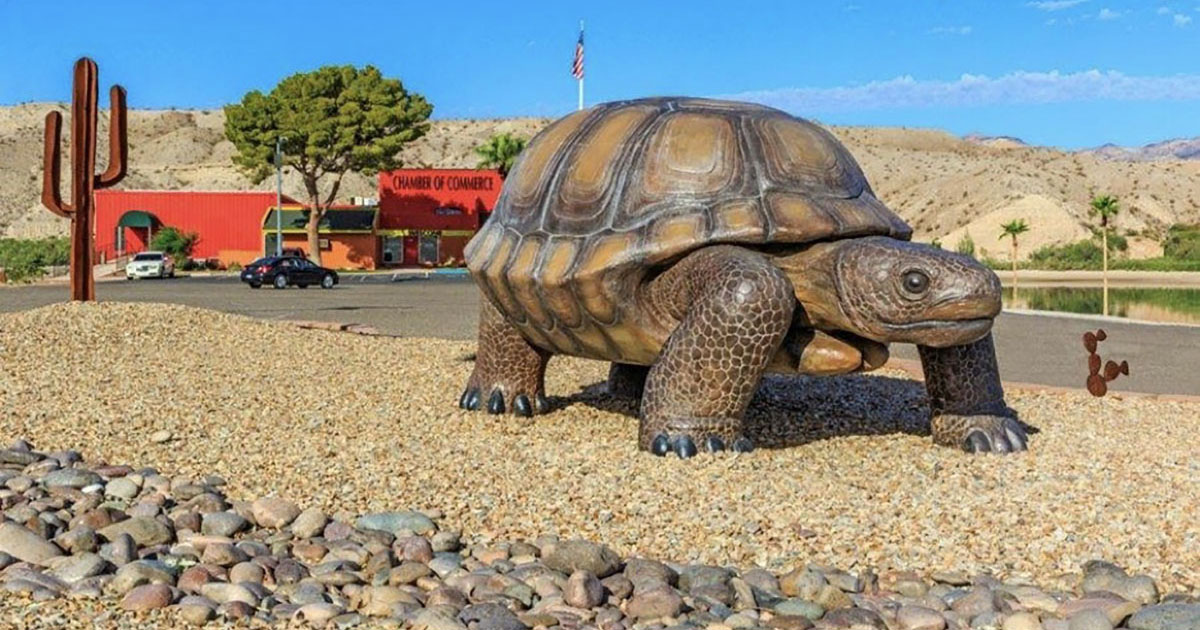 World’s Largest Desert Tortoise